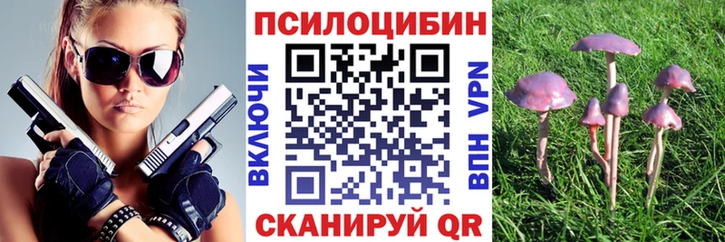 Галлюциногенные грибы Psilocybe  Новое Девяткино 